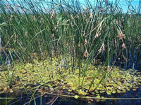 Fotografii Delta Dunarii, foto Delta Dunarii, pictures Danube Delta